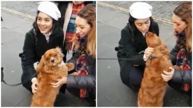 Princess and the pooch: Vanessa Hudgens pets dog during filming