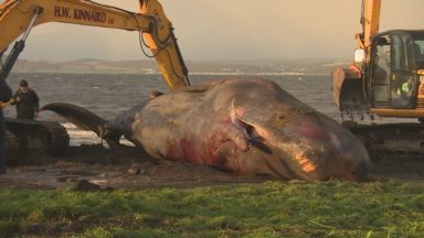 Investigation after stranded sperm whale dies in Moray Firth
