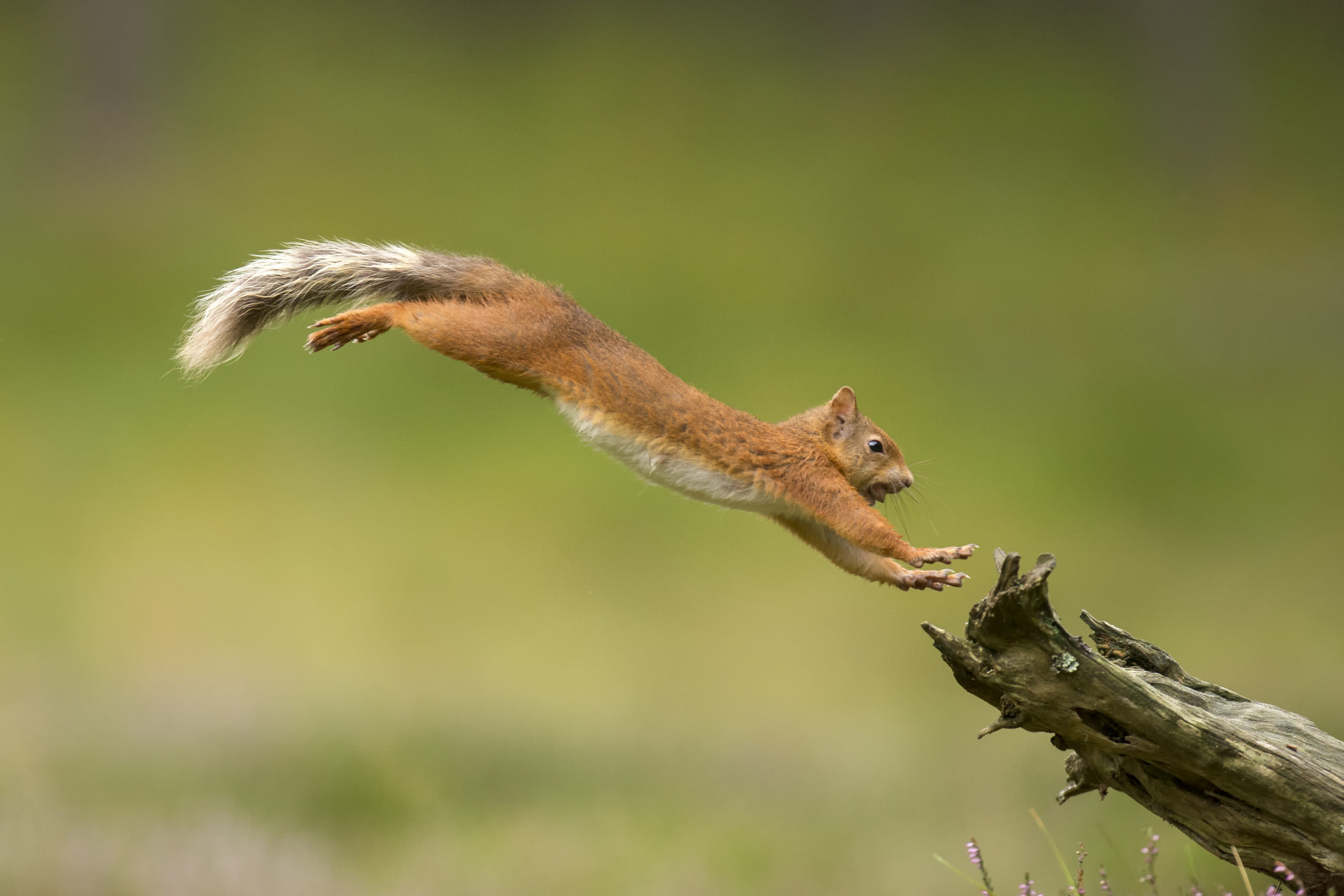 Wildlife: A red squirrel leaping onto a log at the estate.