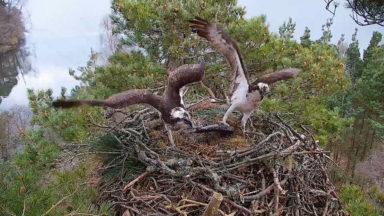 New female osprey arrives on nest at wildlife reserve