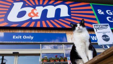 Mischievous cat adopts B&M store as his second home
