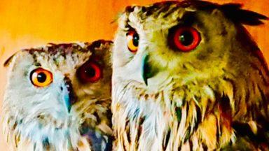 Love birds: Owl and mate of 18 years reunited after theft
