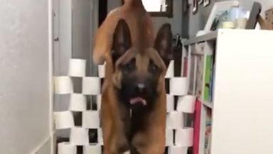 Police dog leaps at chance to take on toilet roll challenge