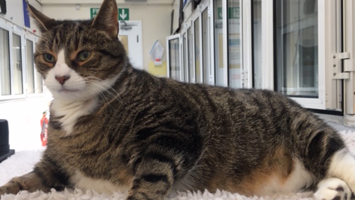 Feline fine: Fat cat is winning his battle with the bulge
