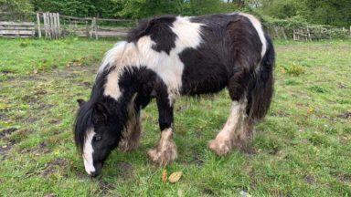 Appeal to track down owner of stray horse found in field