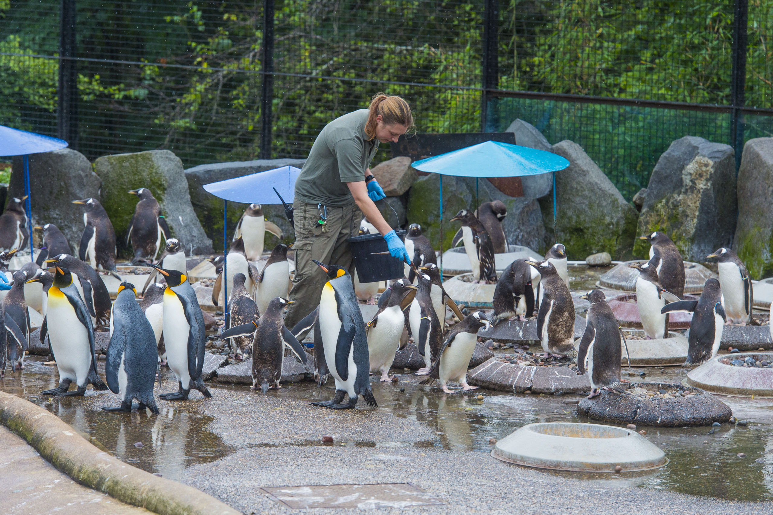 Feeding time for the penguins.