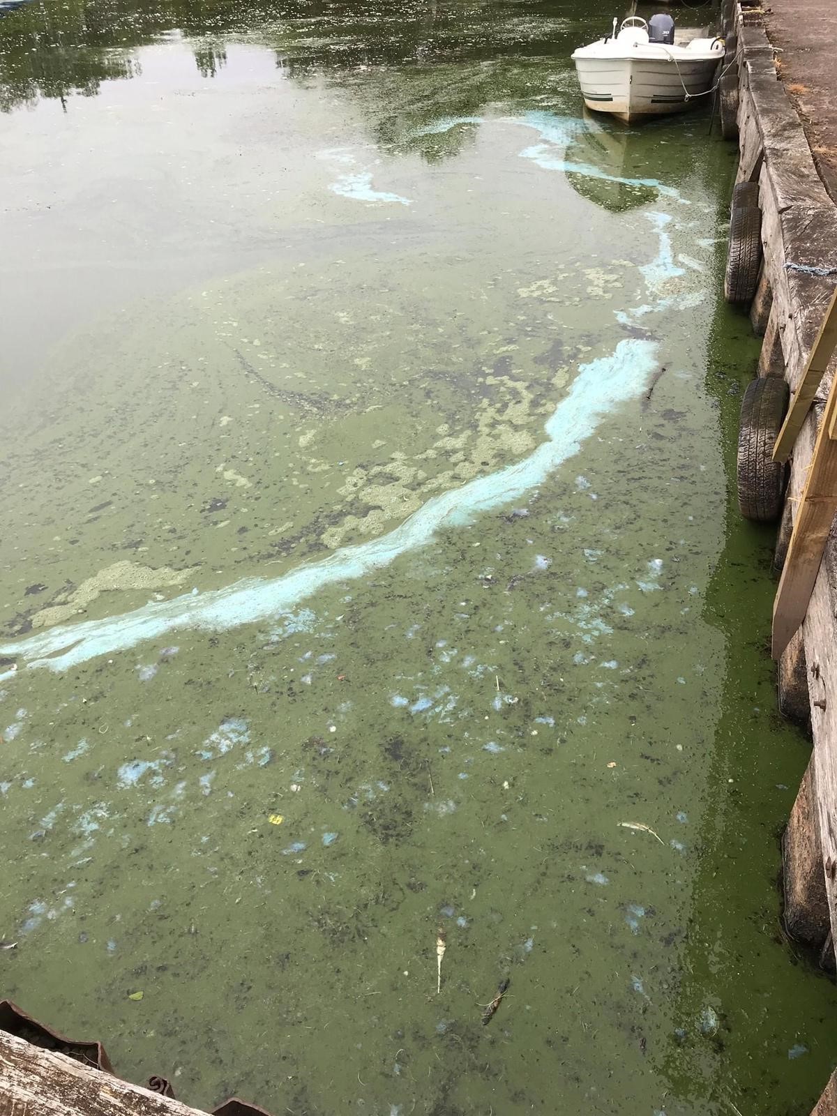 Blue-green algae in the water at Loch Leven National Nature Reserve.