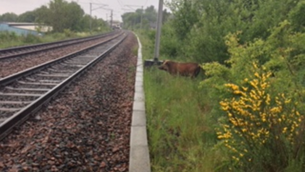 Trains disrupted as wild boar runs loose on tracks