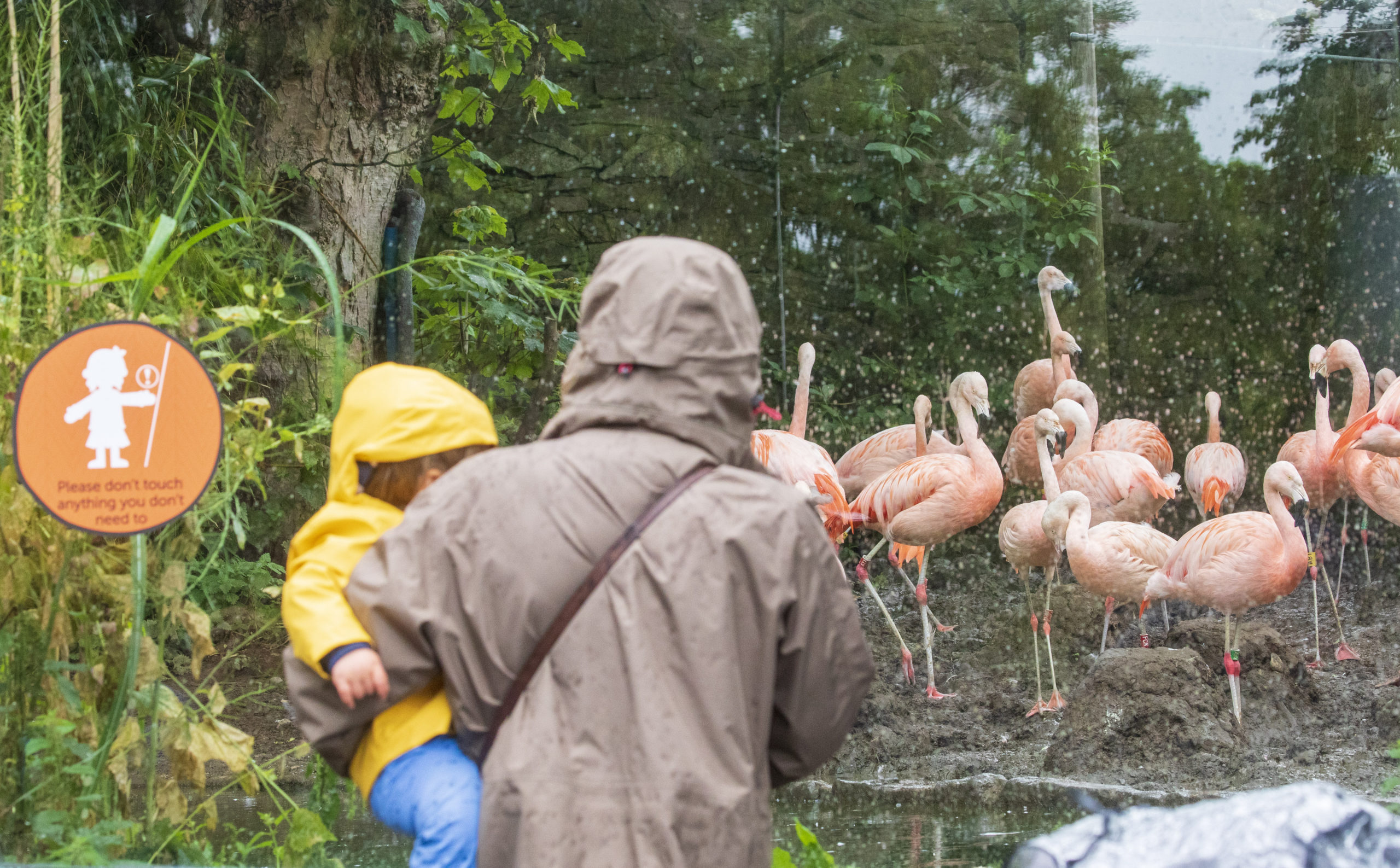 Flamingos on display at Edinburgh Zoo.