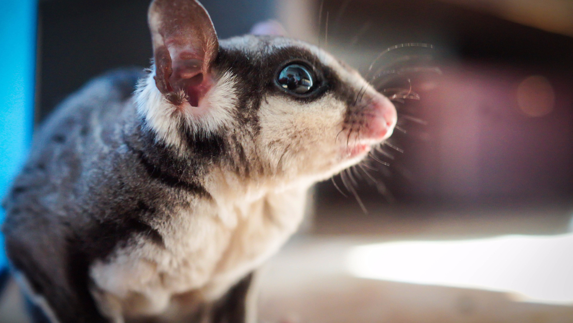 Animal: Sugar gliders like sweet foods. <em>Stock image by Pixabay</em>”/><cite class=cite></cite></div><figcaption aria-hidden=true>Animal: Sugar gliders like sweet foods. <em>Stock image by Pixabay</em> <cite class=hidden></cite></figcaption></figure><p>Sugar gliders get their name from the fact their diet is high in sweet foods such as nectar and pollen. They can also glide the length of a football pitch in one go due to their tiny webbed ‘wings’.  </p><p>Ms Stirton added: “Sugar gliders are not native to the UK so we think it must be an escaped pet.</p><p>“We are keen to trace the owner as soon as possible.”</p><p>If you have any information, call the Scottish SPCA’s confidential helpline on <strong>03000 999 999</strong>.</p><div class=