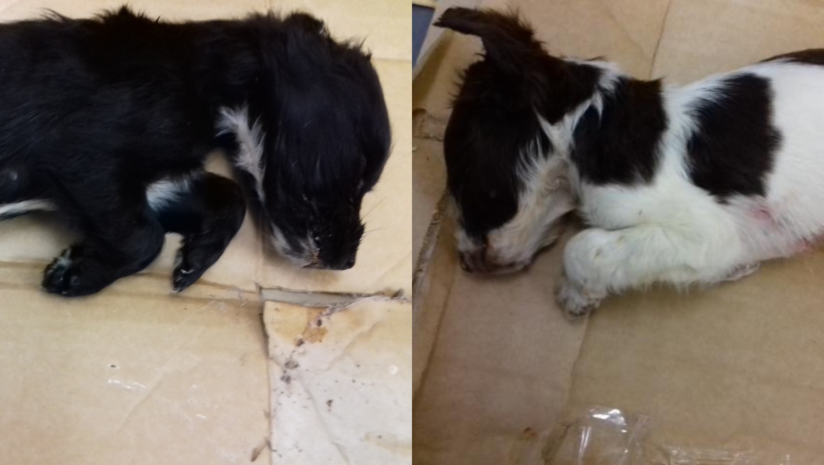 Warning: Two puppies died after being dumped at the side of a road.