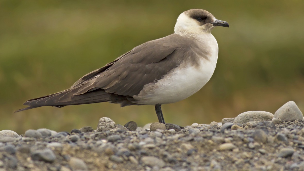 Arctic skua: The seabird can be found in the Orkney Islands. <strong>GETTY IMAGES</strong>”/><cite class=cite>Getty Images</cite></div><figcaption aria-hidden=true>Arctic skua: The seabird can be found in the Orkney Islands. <strong>GETTY IMAGES</strong> <cite class=hidden>Getty Images</cite></figcaption></figure><p>The Arctic skua, found in the Orkney Islands, experienced a more pronounced decline than any other seabird in the UK.</p><p>RSPB conservation scientist Dr Allan Perkins says he has seen Arctic skua numbers drop as much as 80% in Scotland.</p><p>“Basically they’re not producing enough young each year to replace themselves,” he said.</p><p>“That’s all linked to the struggles that seabirds in the northern isles have been facing with not finding enough food to feed their chicks.  That in itself has been linked to climate change.”</p><p>Establishing marine protected areas could help protect food sources for Scotland’s seabirds. It’s a solution backed by the WWF.</p><p>“We’re on track to wipe wildlife from the face of the planet, but nature is sending us a desperate SOS,” said Lang Banks, director at WWF Scotland.</p><p>“This report makes clear that recovery can happen, but we need to place the environment at the heart of our decision-making, end harmful practices and catalyse nature’s recovery if we are to have any hope of building a safe and resilient future for nature, people and our planet. </p><p>“Here in Scotland that means restoring and expanding our native habitats; building farming and fishing in a way that enhances nature and reduces climate emissions, and protecting our oceans.”  </p><p>This year’s Living Planet Report also includes Voices for a Living Planet, a collection of essays from global thought leaders on how to build a healthy and resilient world for people and nature.  </p><p>The lead essay is written by WWF ambassador Sir David Attenborough, who highlights that humanity is now in a new geological age, the Anthropocene. </p><p>“The Anthropocene could be the moment we achieve a balance with the rest of the natural world and become stewards of our planet,” said Sir Attenborough.</p><p>“Doing so will require systemic shifts in how we produce food, create energy, manage our oceans and use materials. But above all it will require a change in perspective. A change from viewing nature as something that’s optional or ‘nice to have’ to the single greatest ally we have in restoring balance to our world. </p><p>“The time for pure national interests has passed, internationalism has to be our approach and in doing so bring about a greater equality between what nations take from the world and what they give back. </p><p>“The wealthier nations have taken a lot and the time has now come to give.” </p><div class=