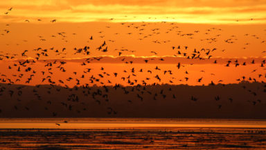 Tens of thousands of pink-footed geese flock to reserve