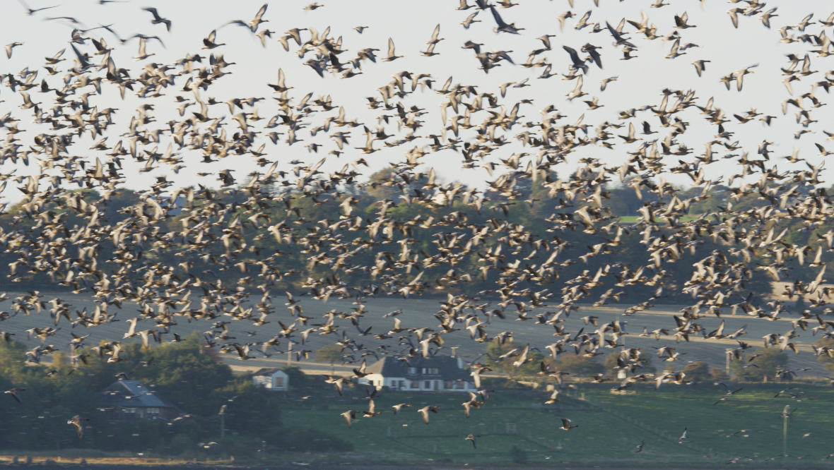 Wildlife: The birds roost on the basin overnight.