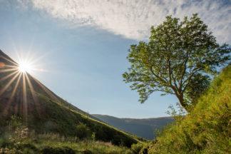 Top trunks: ‘The Survivor’ rowan named tree of the year