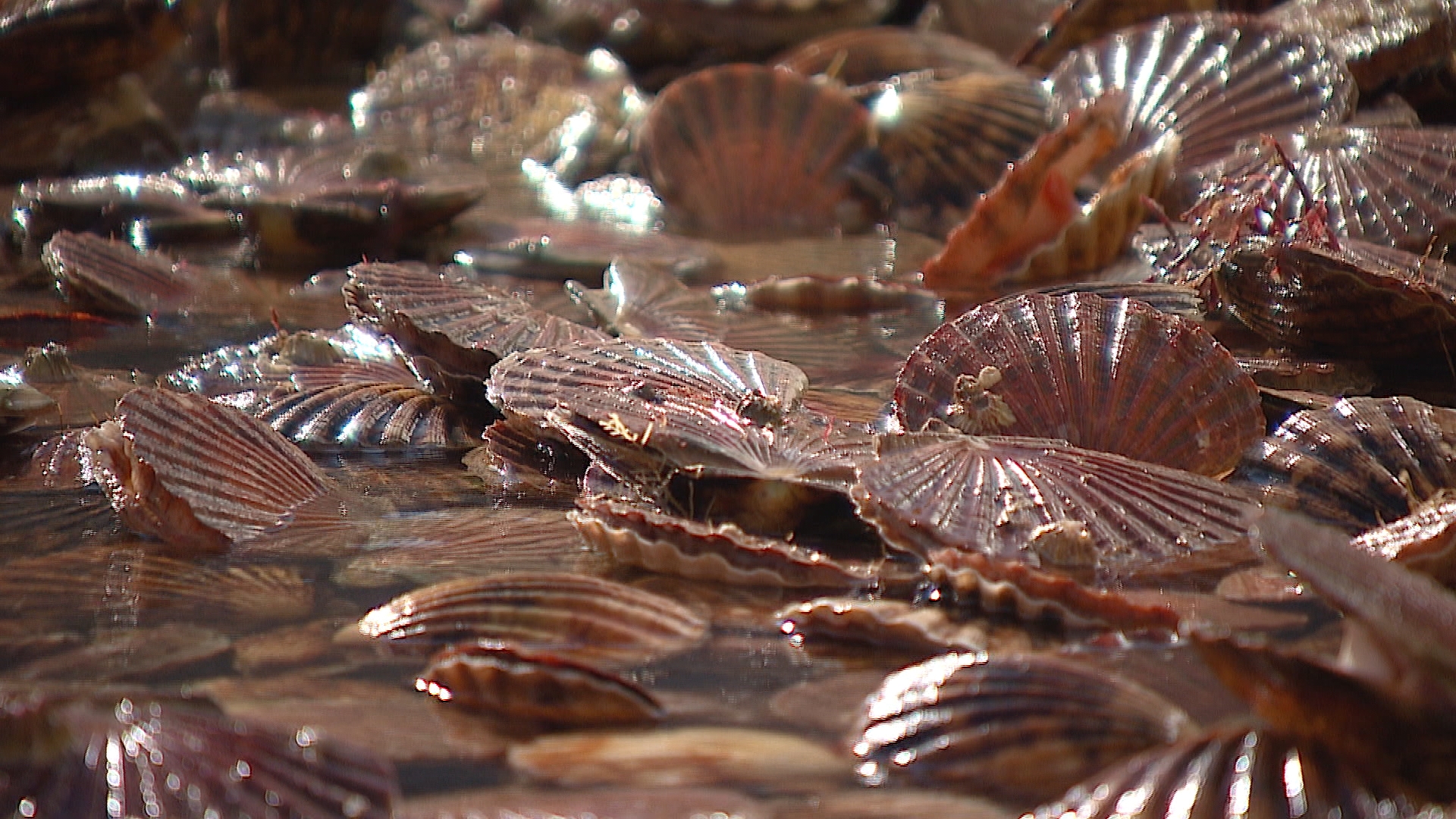 Live scallops at Loch Fyne Seafarms in Tarbert. <strong>(STV News)</strong>” /><span class=
