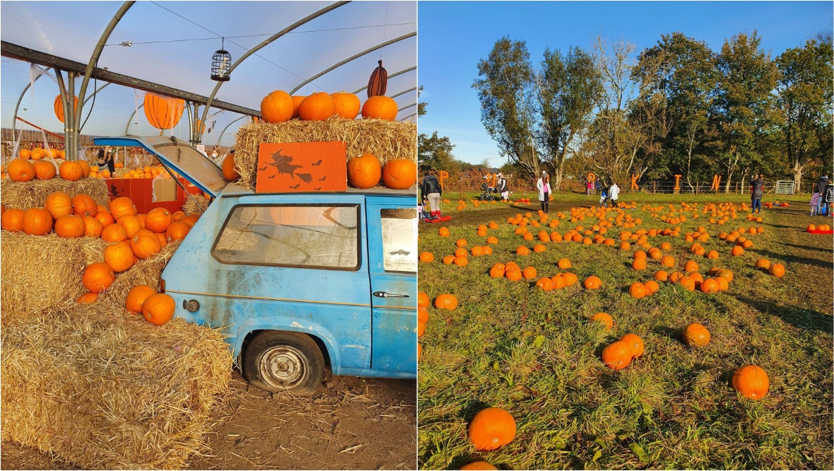 Pumpkin patch at Valley View in Carluke.