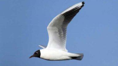 Drone brought down by ‘aggressive’ bird over school