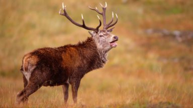 Super snaps of Scotland’s stunning autumn wildlife