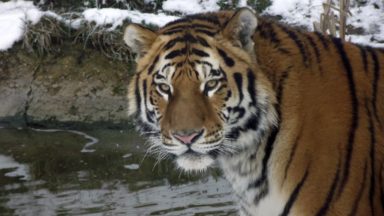 Endangered Amur tiger arrives at Highland Wildlife Park