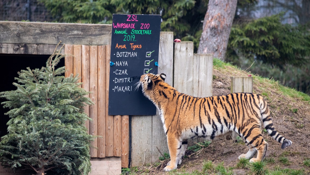 Botzman has spent the last eight years at ZSL Whipsnade Zoo.