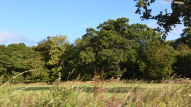 Decision over flight museum’s tree felling plan delayed