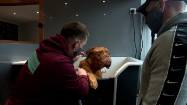 Vroom to groom for car salesman turned dog washer