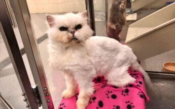 Persian cat found dumped in wheelie bin seeks new owner