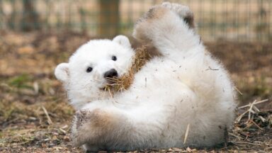 Hamish the polar bear leaves Scottish home for England