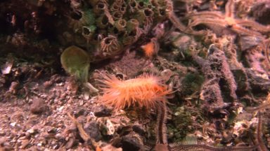 Divers discover rare flame shell reef off Arran coast