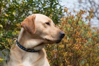 Warning to dog walkers after ‘poisoned’ tennis balls found