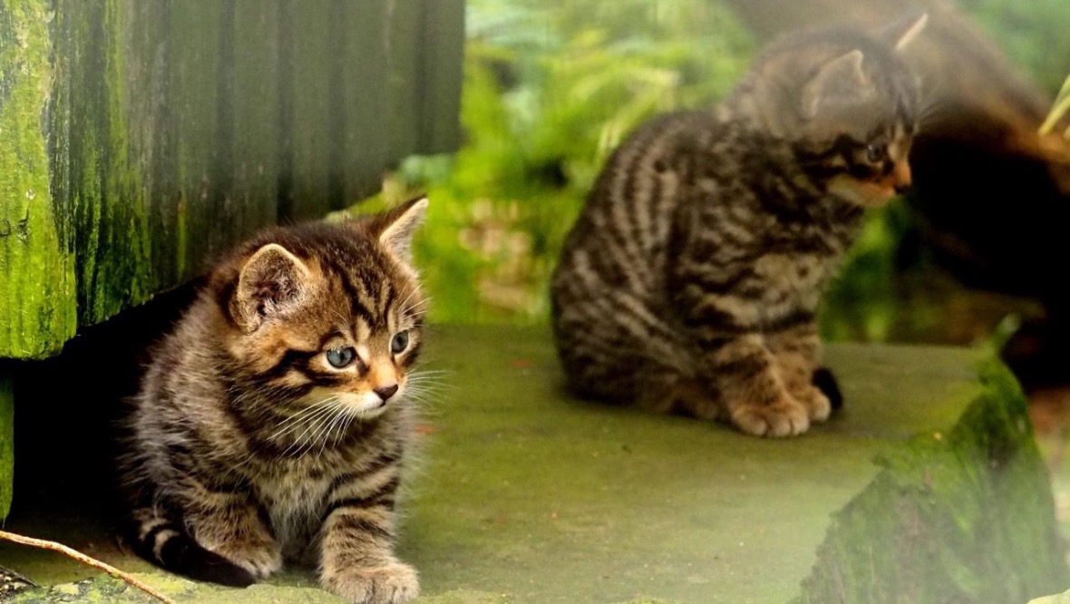 Wildcat: In total, 57 kittens were born from 22 litters.