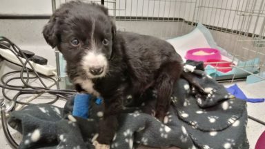 Stark warning after death of puppy bought on Gumtree