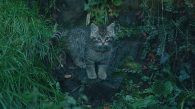 Record breeding year for critically endangered wildcats