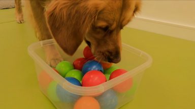 Canine callers help people with dementia play virtual bingo