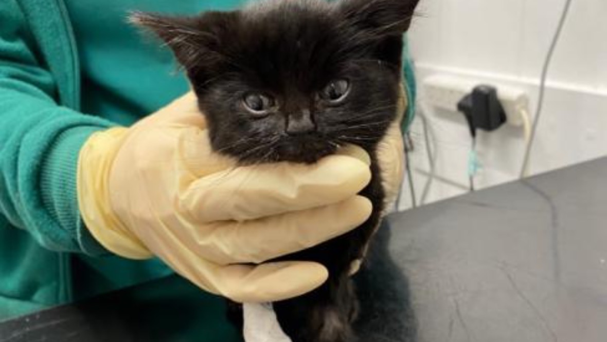 Dog rescues kitten left for dead in plastic bag