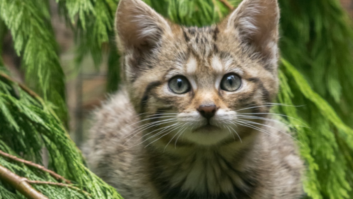 Highland tiger: The cat is critically endangered.