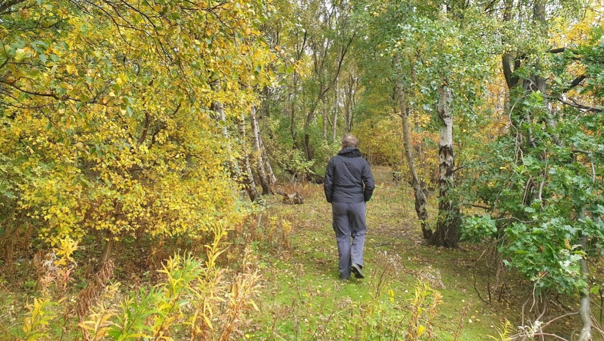 Wood you believe it? Anger over council plans to fell 800 trees