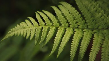 Donors sought to save Scotland’s rare rainforests