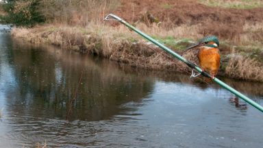 Clever kingfisher sits on fishing rod as it catches next meal