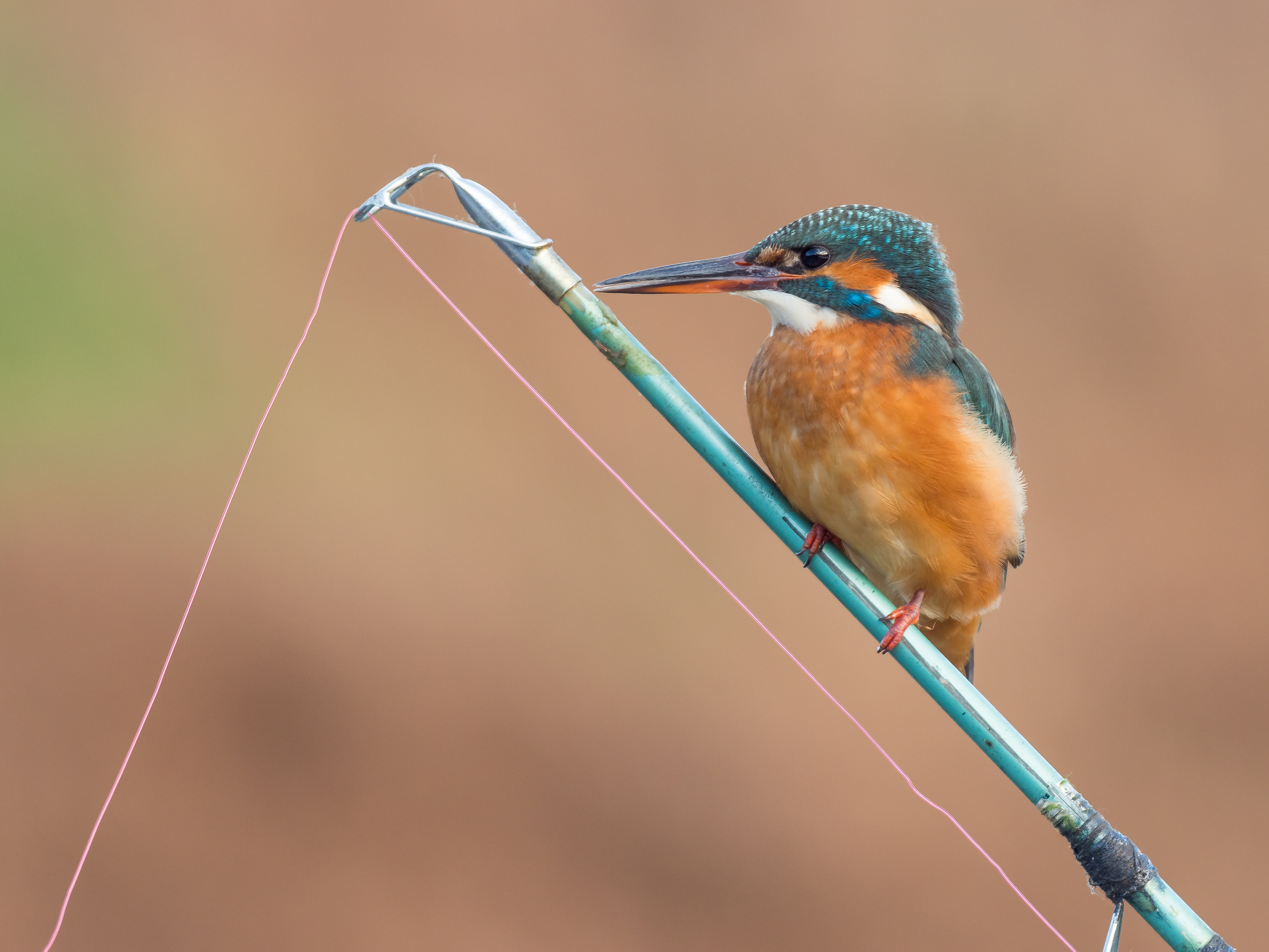 The tiny, colourful bird certainly appeared to be king of the river.