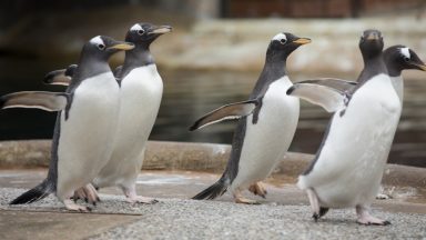 How can walking like a penguin save you from slipping on ice?