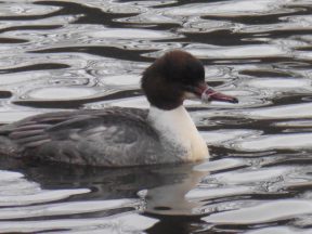 Stricken bird found with ‘face mask’ wrapped around beak