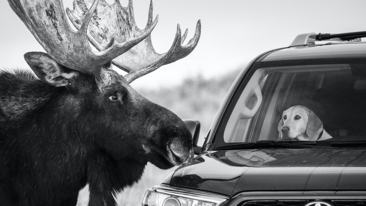 Into the wild: Guillermo Esteves captured the moose and Labrador coming eye-to-eye.