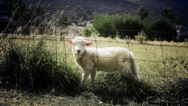 Lamb killed and other sheep injured in dog attack