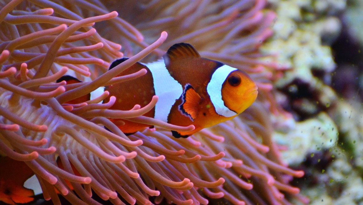 Zoos and aquariums given £2.5m in Covid-19 support