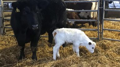 Calf born through embryo transfer gives hope to rare breed