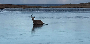 Couple battle to rescue stag trapped in frozen loch