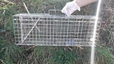 Pet cat found dead in wire trap sparks investigation