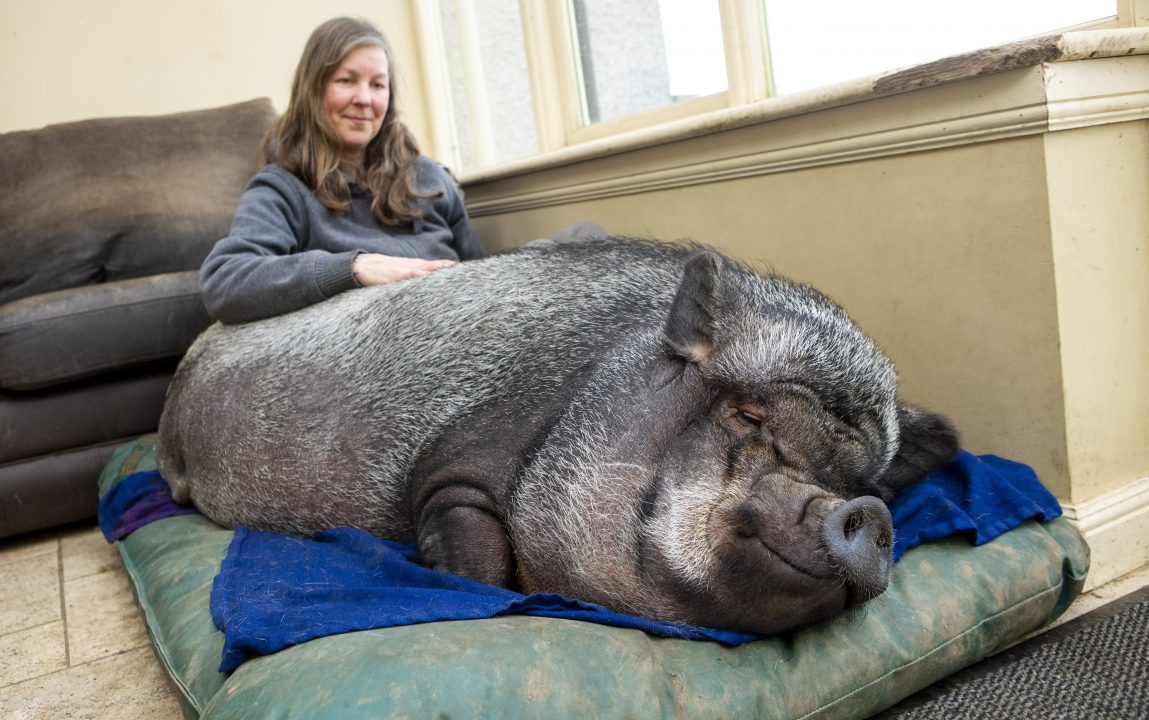 ‘Micropig’ living in family home after reaching 20 stone